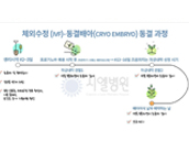 시엘병원 체외수정 - 동결배아 이식과정에 대해 알아보기